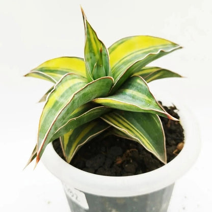Sansevieria Kimayo Variegated rare unique snake house plant